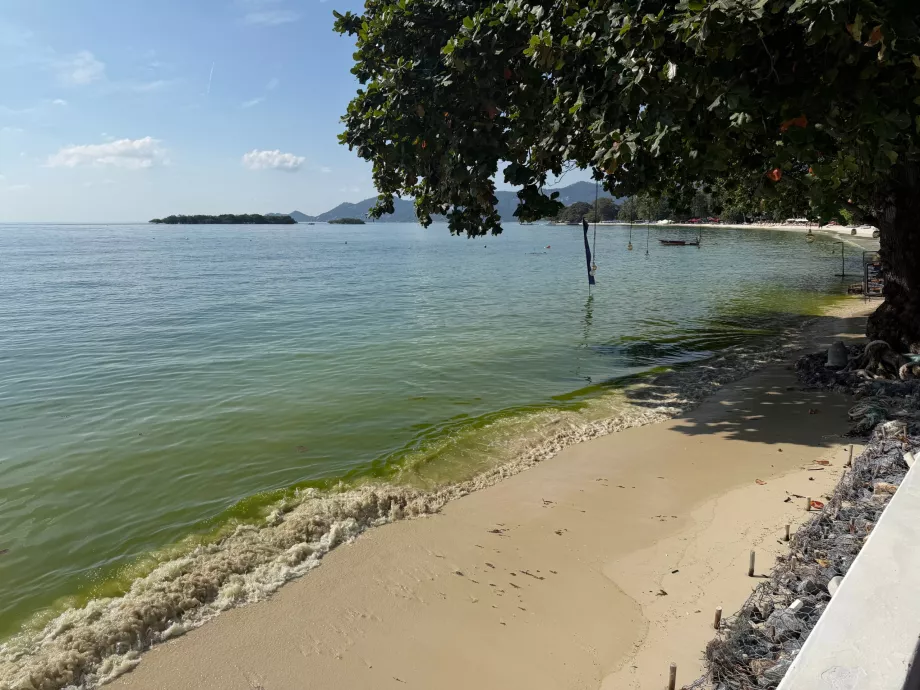 Пляж готелю повний водоростей