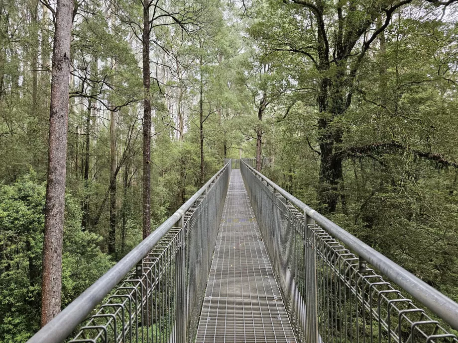 Мухоловка Otway Fly Treetop