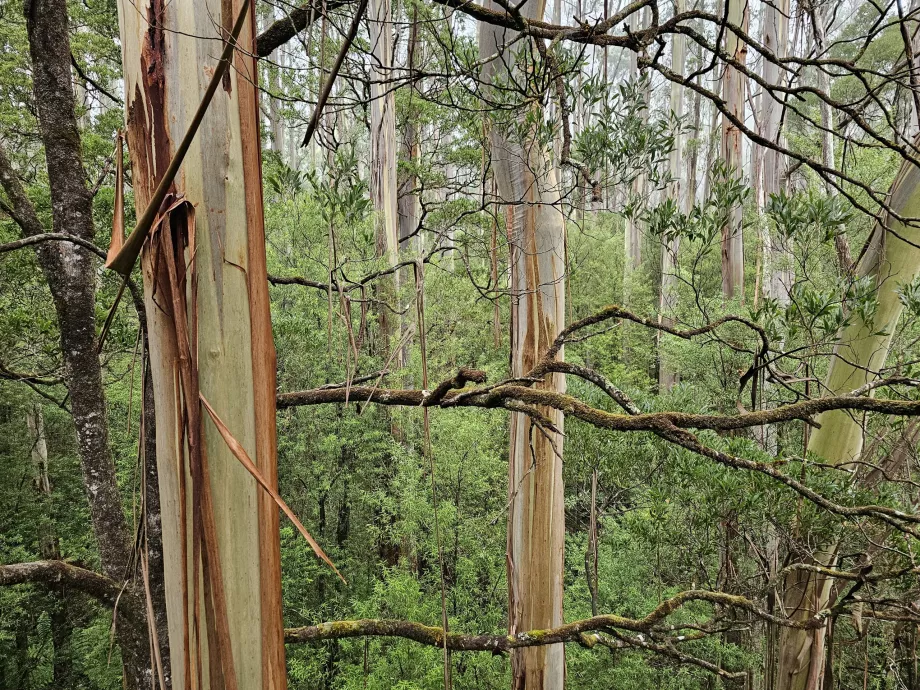 Мухоловка Otway Fly Treetop