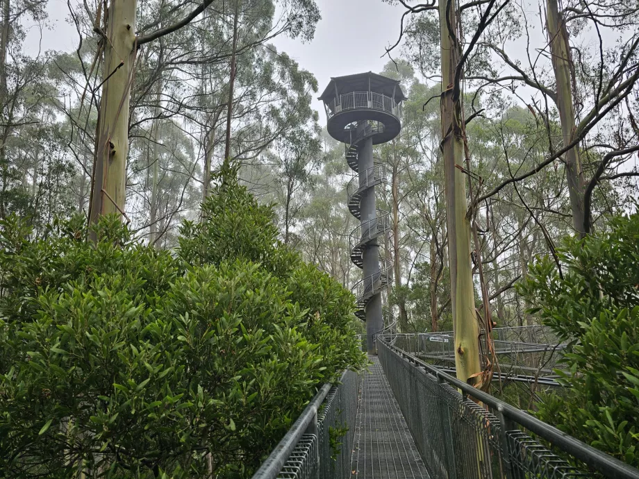 Мухоловка Otway Fly Treetop