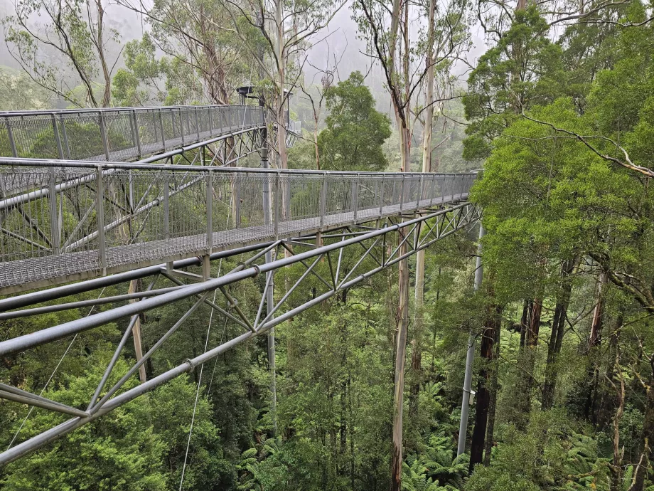 Мухоловка Otway Fly Treetop