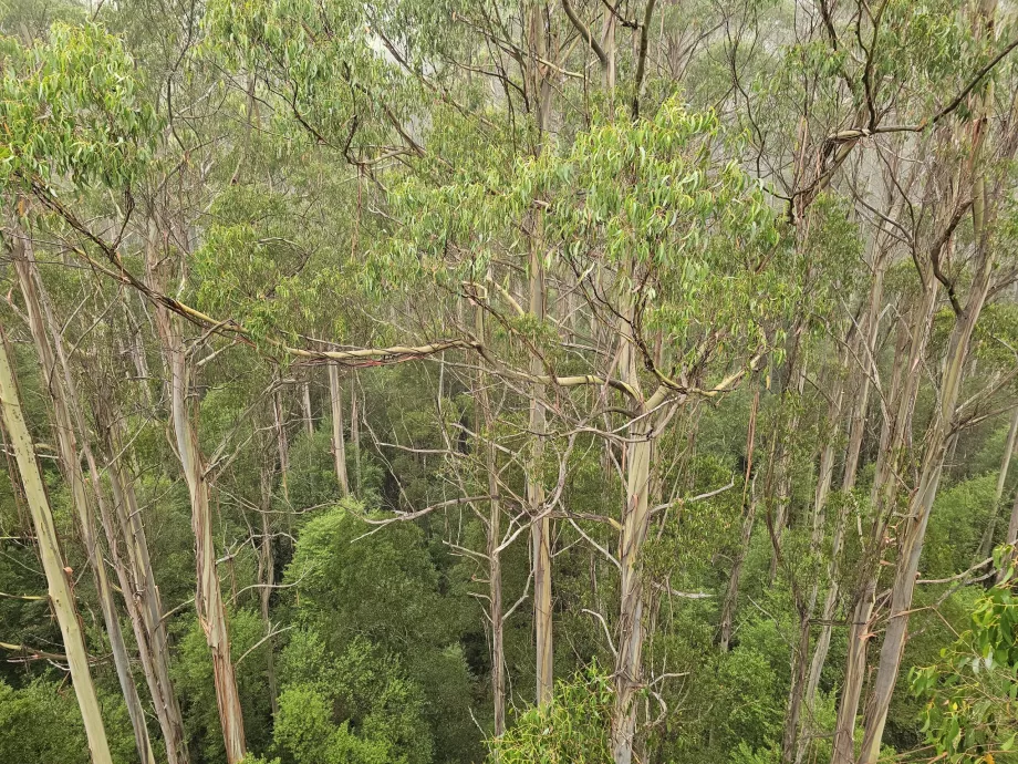 Мухоловка Otway Fly Treetop
