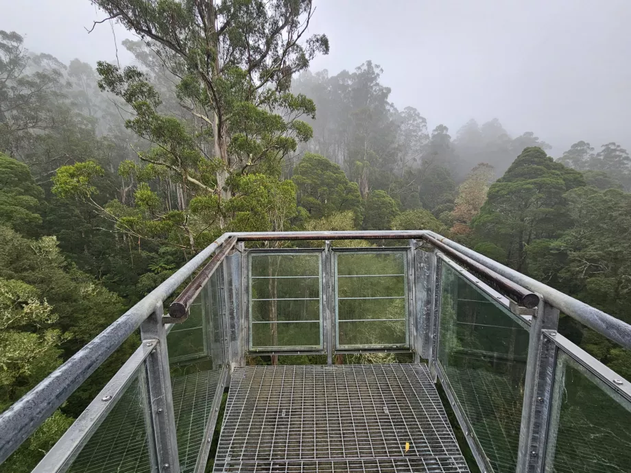 Мухоловка Otway Fly Treetop