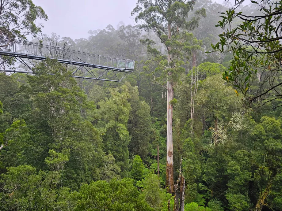 Мухоловка Otway Fly Treetop