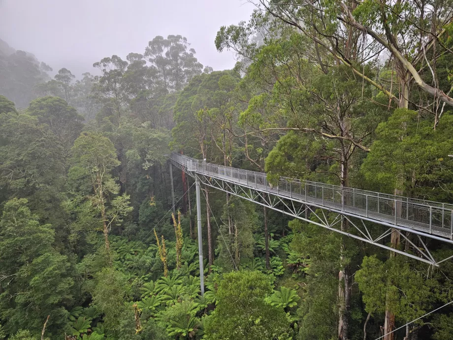 Мухоловка Otway Fly Treetop