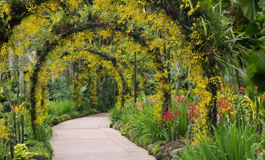 Ботанічний сад Сінгапуру