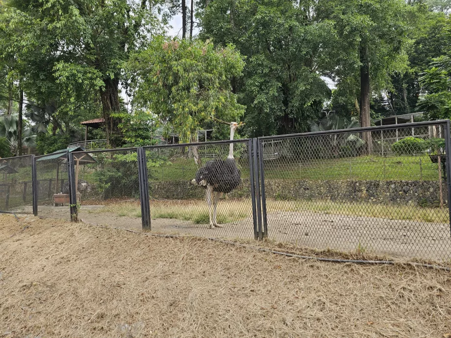 Парк птахів