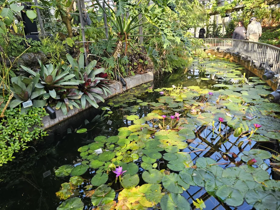 Ботанічний сад Кіото