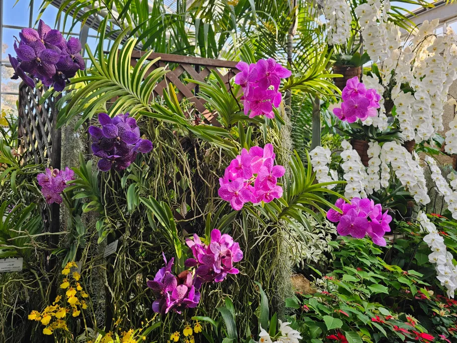 Ботанічний сад Кіото