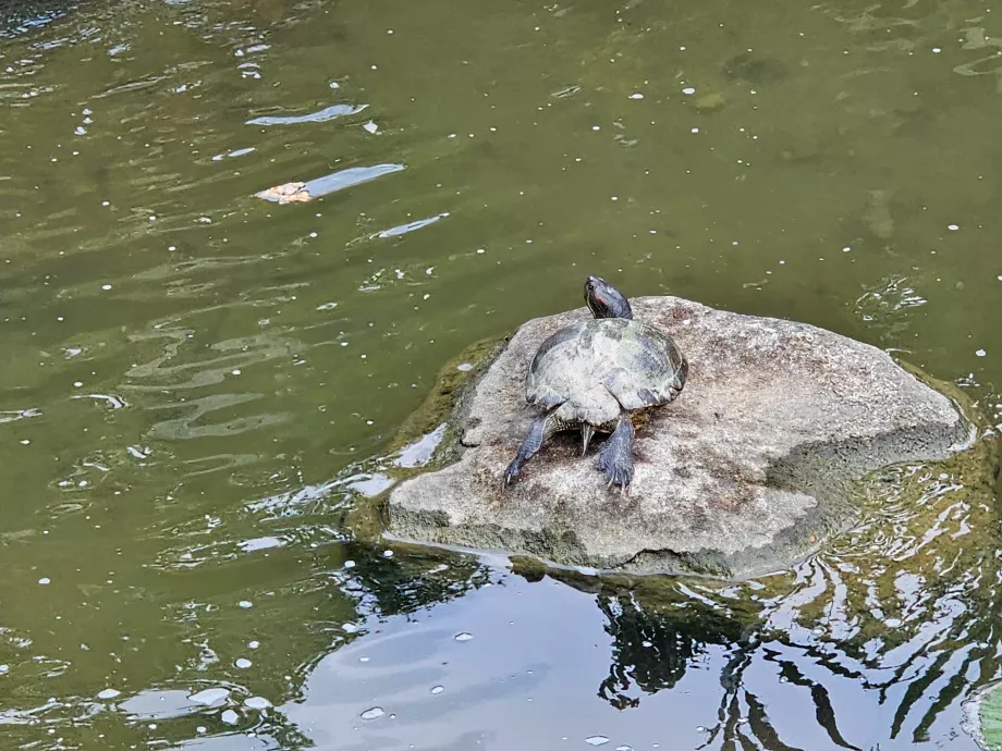 Сади біля затоки