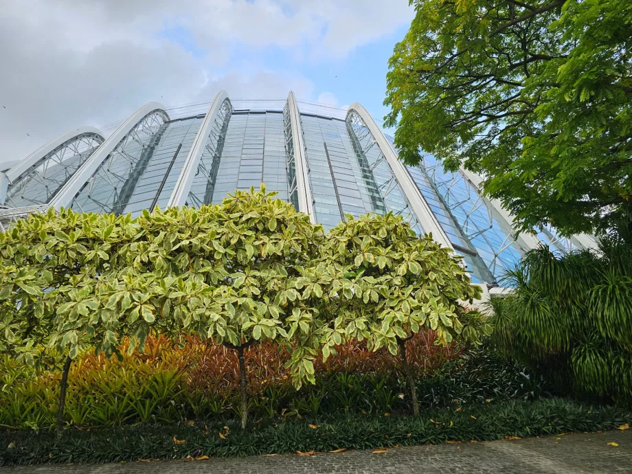 Хмарний ліс