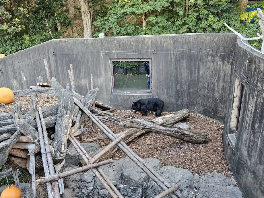 Ведмідь у зоопарку Уено