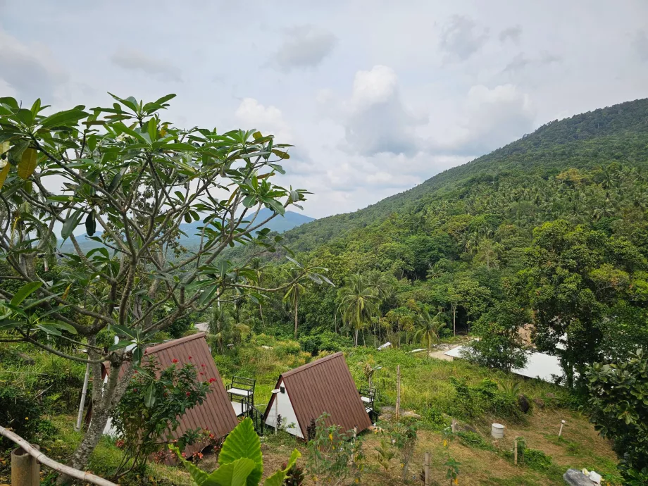 Джунглі в глибині острова Пханган