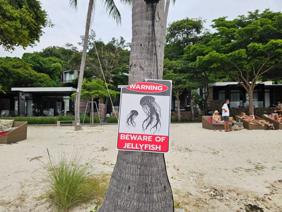 Пляж Рін Най, попередження про медуз