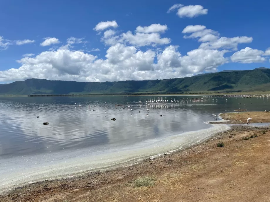 Фламінго