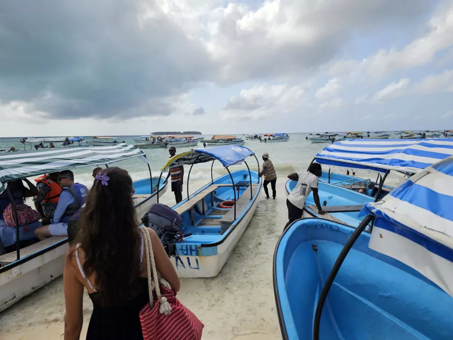Посадковий хаос - круїз до дельфінів