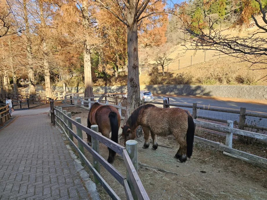 Пасовище Роккосан
