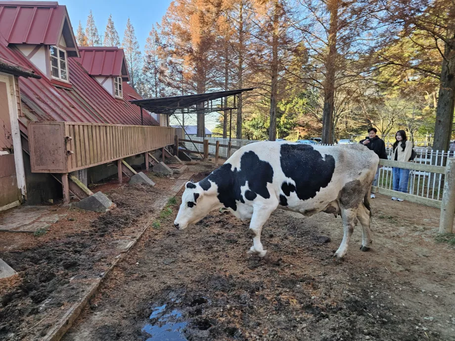 Пасовище Роккосан
