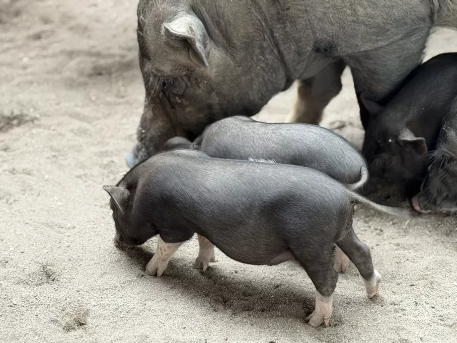 Свинячий острів