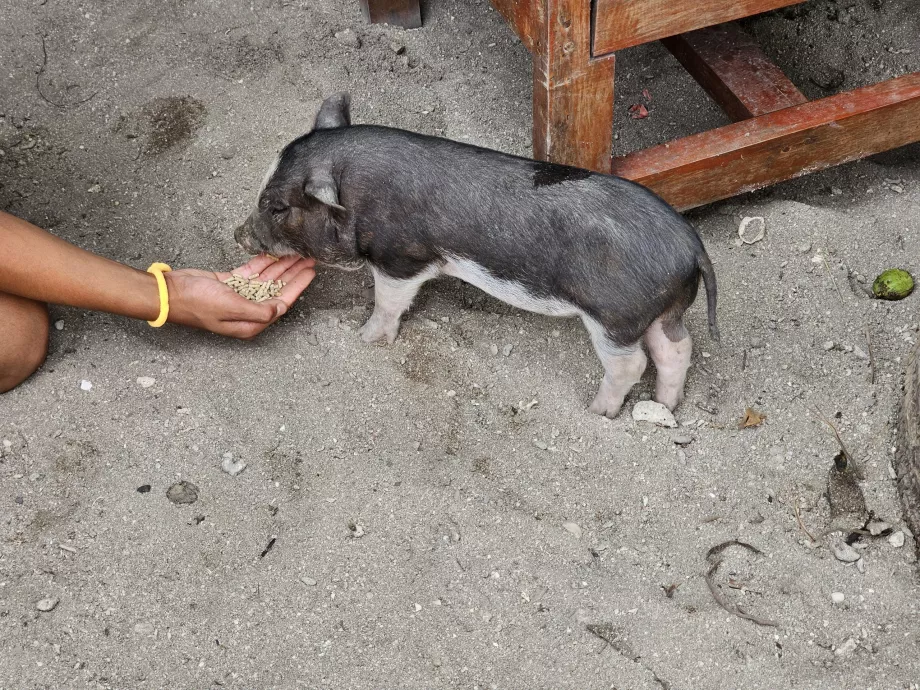 Годування свиней на Свинячому острові